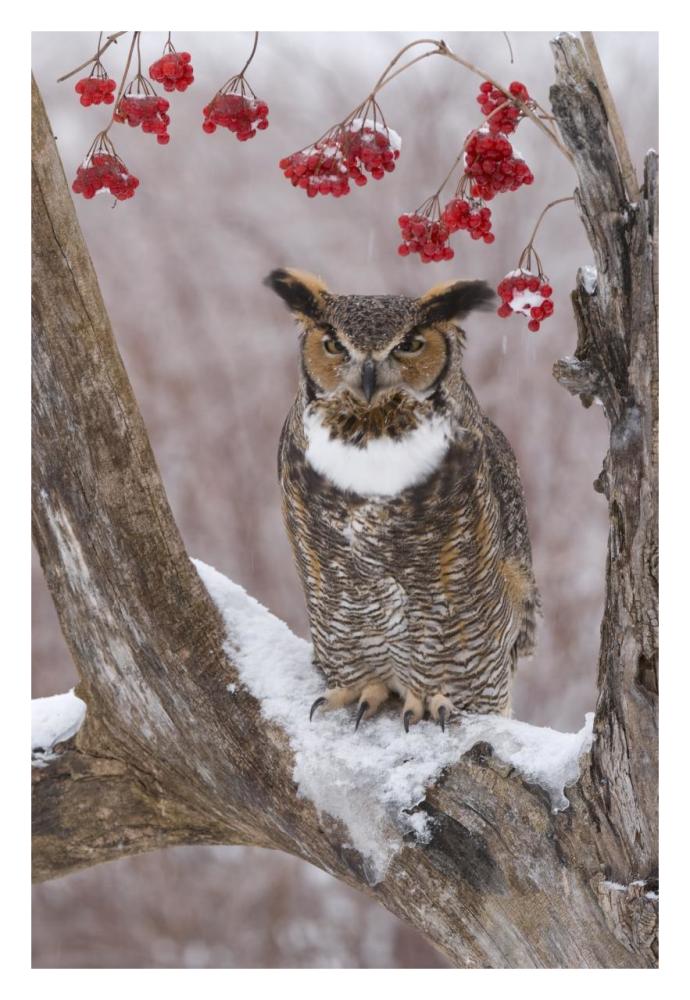 Great Horned Owl in winter, Howell Nature Center, Michigan-Paper Art-22"x32"