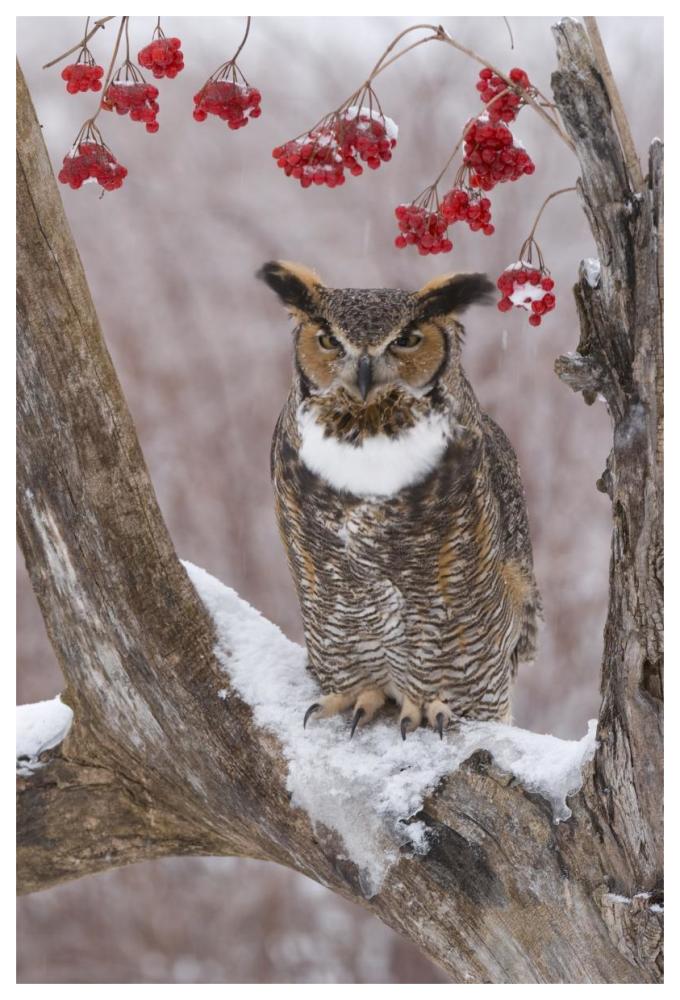 Great Horned Owl in winter, Howell Nature Center, Michigan-Paper Art-42"x62"