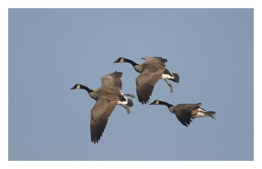 Canada Goose trio flying, Kellogg Bird Sanctuary, Michigan-Paper Art-32"x20.6"