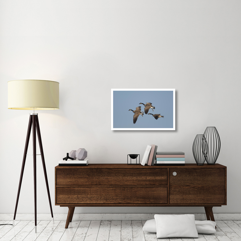 Canada Goose trio flying, Kellogg Bird Sanctuary, Michigan-Paper Art-32&quotx20.6"