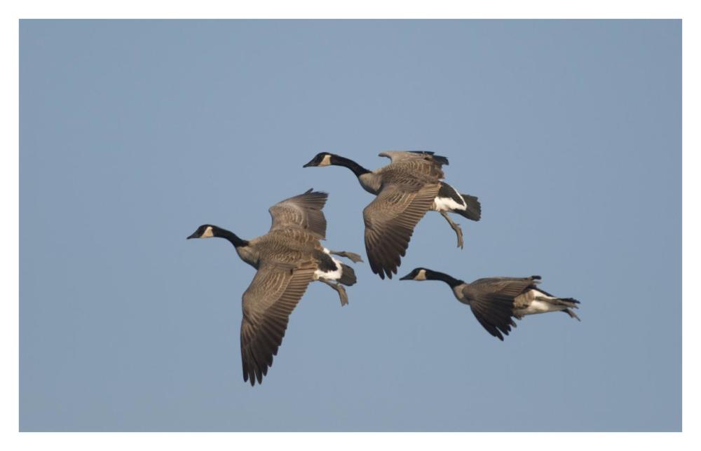 Canada Goose trio flying, Kellogg Bird Sanctuary, Michigan-Paper Art-38"x24.32"
