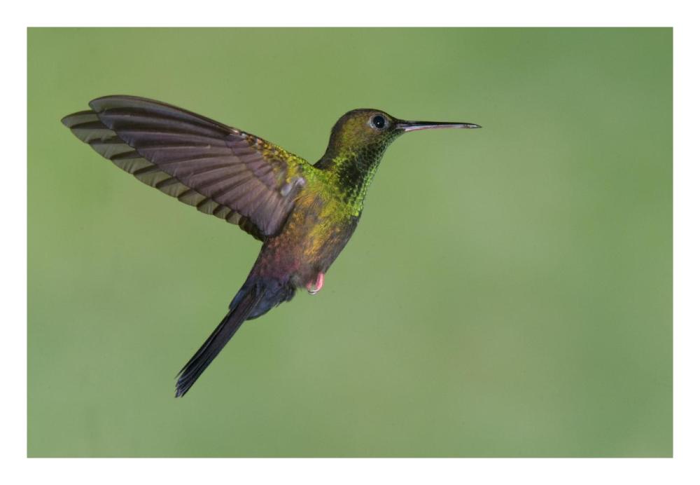 Red-footed Plumeleteer hummingbird male flying, Costa Rica-Paper Art-26"x18"