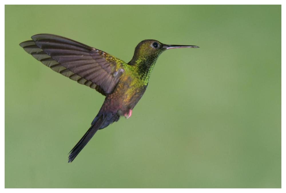 Red-footed Plumeleteer hummingbird male flying, Costa Rica-Paper Art-62"x42"