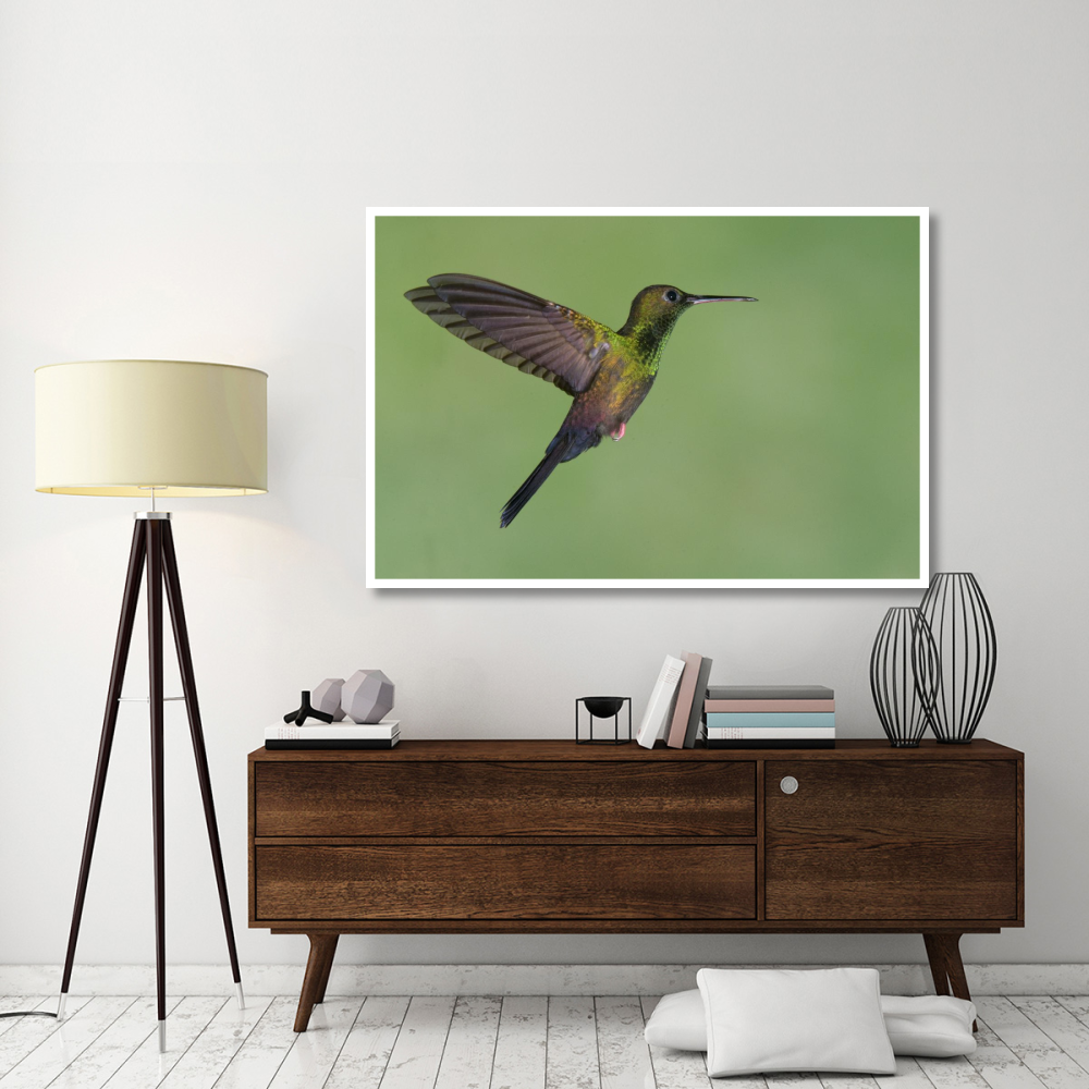 Red-footed Plumeleteer hummingbird male flying, Costa Rica-Paper Art-62&quotx42"