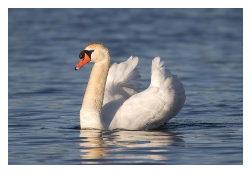 Mute Swan swimming, Kensington Metropark, Milford, Michigan-Paper Art-32"x22"