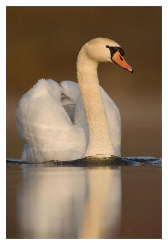 Mute Swan swimming, Kensington Metropark, Milford, Michigan-Paper Art-14"x20"
