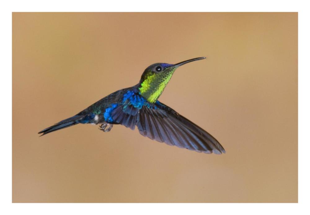 Violet-crowned Woodnymph hummingbird male flying, Costa Rica-Paper Art-26"x18"