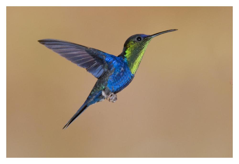 Violet-crowned Woodnymph hummingbird male flying, Costa Rica-Paper Art-20"x14"