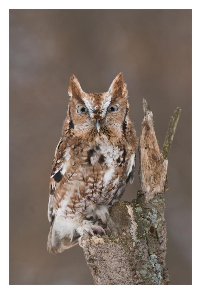 Eastern Screech Owl red morph, Howell Nature Center, Michigan-Paper Art-22"x32"