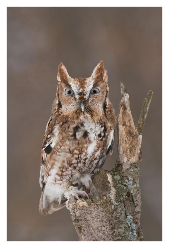 Eastern Screech Owl red morph, Howell Nature Center, Michigan-Paper Art-26"x38"