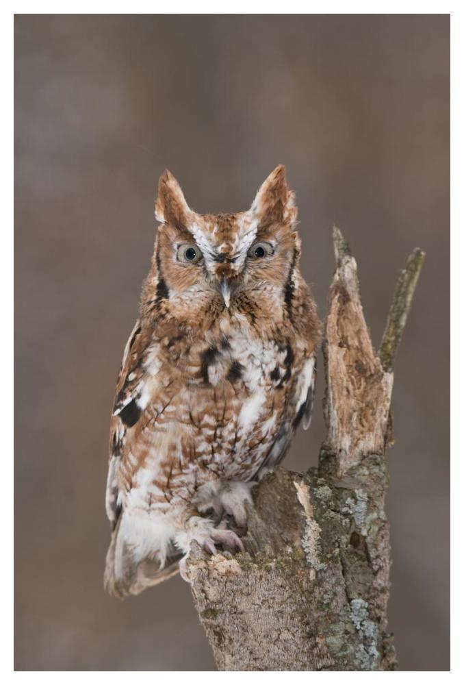Eastern Screech Owl red morph, Howell Nature Center, Michigan-Paper Art-34"x50"