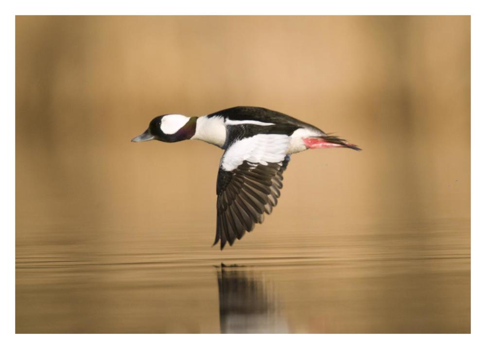 Bufflehead male flying, Island Lake Recreation Area, Michigan-Paper Art-32"x23"