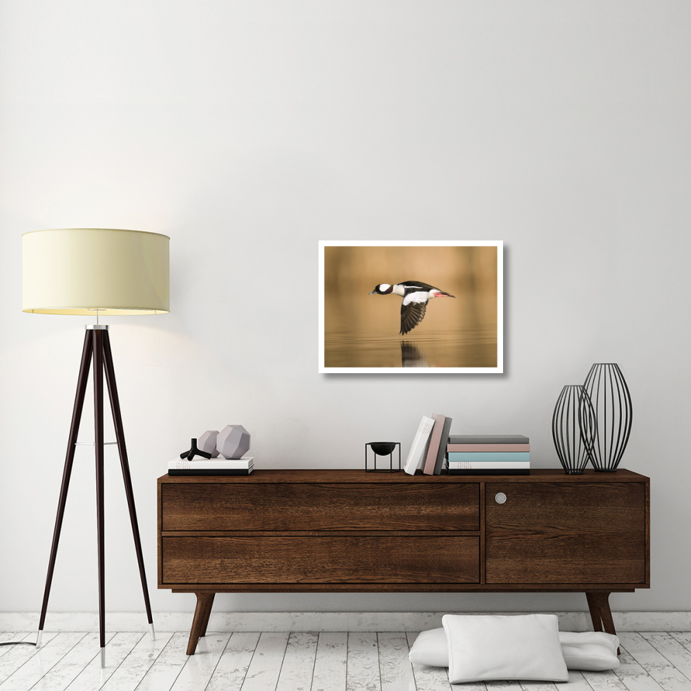 Bufflehead male flying, Island Lake Recreation Area, Michigan-Paper Art-32&quotx23"