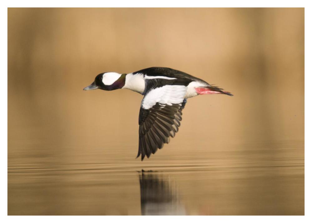 Bufflehead male flying, Island Lake Recreation Area, Michigan-Paper Art-42"x30"