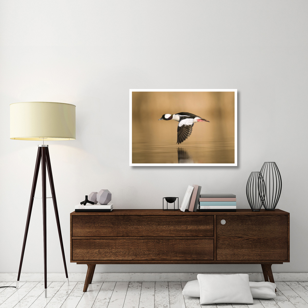 Bufflehead male flying, Island Lake Recreation Area, Michigan-Paper Art-42&quotx30"