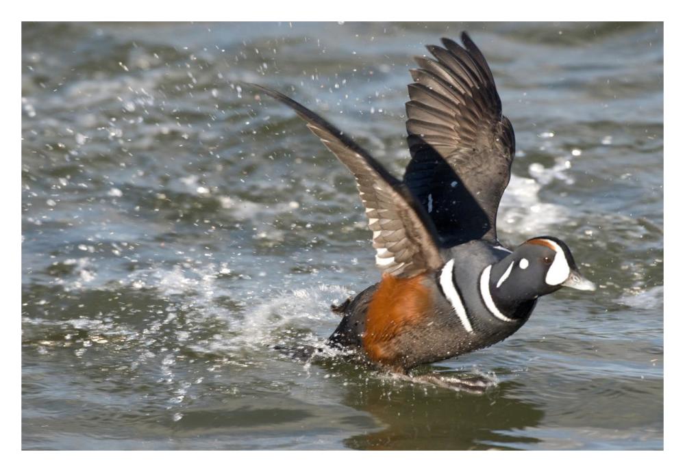 Harlequin Duck male taking flight, Barnegat Light, New Jersey-Paper Art-32"x22"