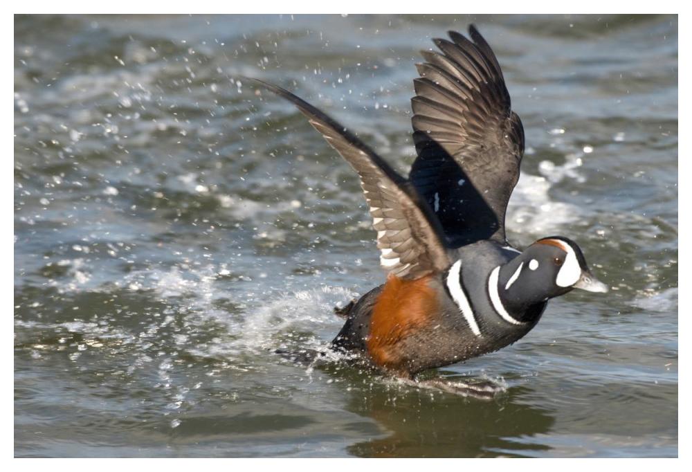 Harlequin Duck male taking flight, Barnegat Light, New Jersey-Paper Art-50"x34"