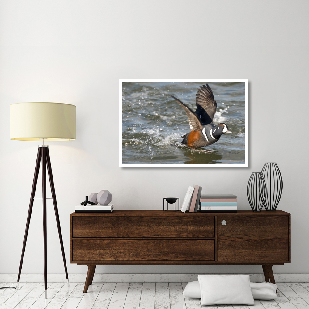 Harlequin Duck male taking flight, Barnegat Light, New Jersey-Paper Art-50&quotx34"