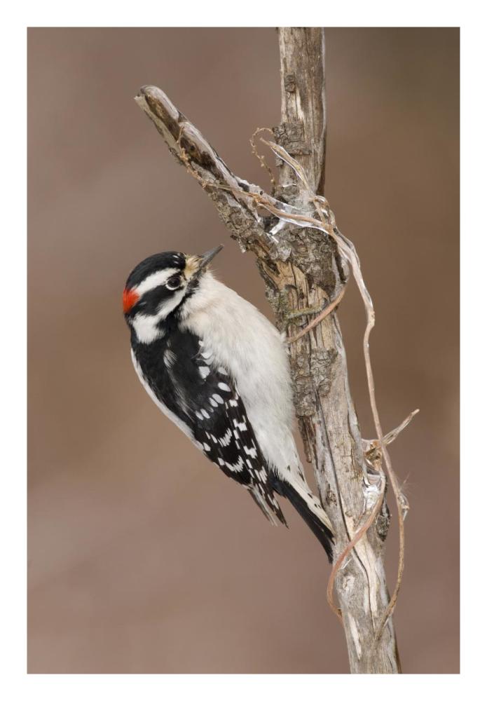 Downy Woodpecker male, Kensington Metropark, Milford, Michigan-Paper Art-18"x26"