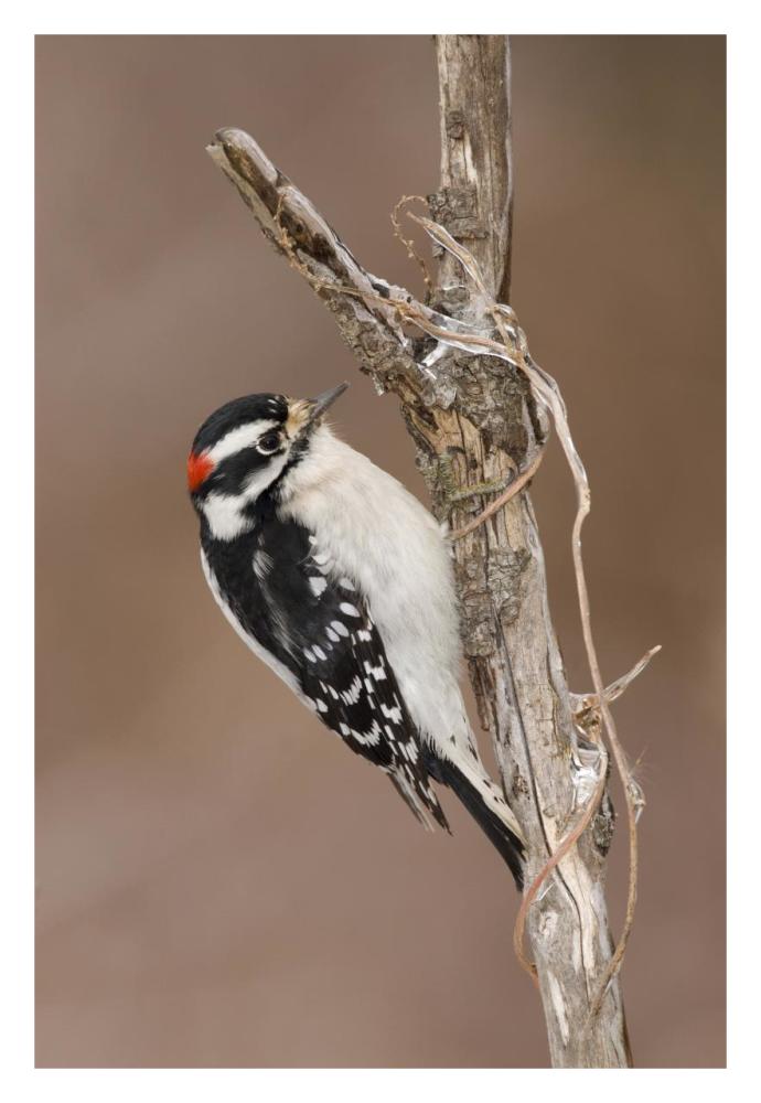 Downy Woodpecker male, Kensington Metropark, Milford, Michigan-Paper Art-22"x32"