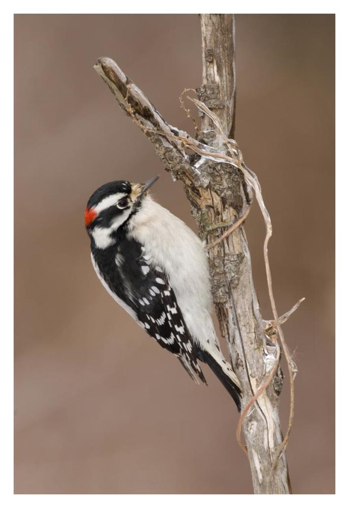 Downy Woodpecker male, Kensington Metropark, Milford, Michigan-Paper Art-26"x38"