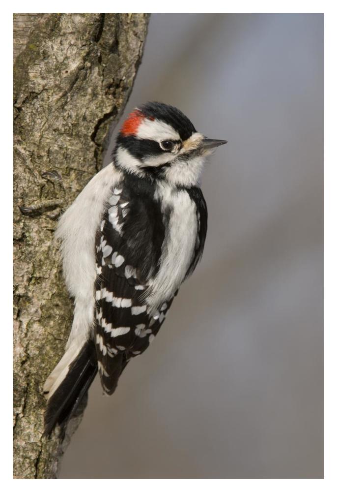 Downy Woodpecker male, Kensington Metropark, Milford, Michigan-Paper Art-14"x20"