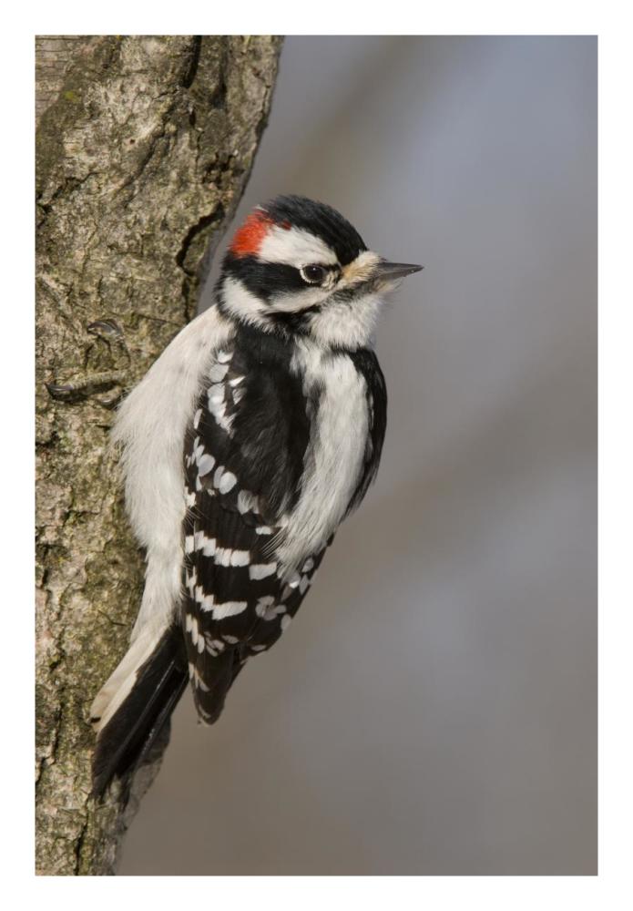 Downy Woodpecker male, Kensington Metropark, Milford, Michigan-Paper Art-18"x26"