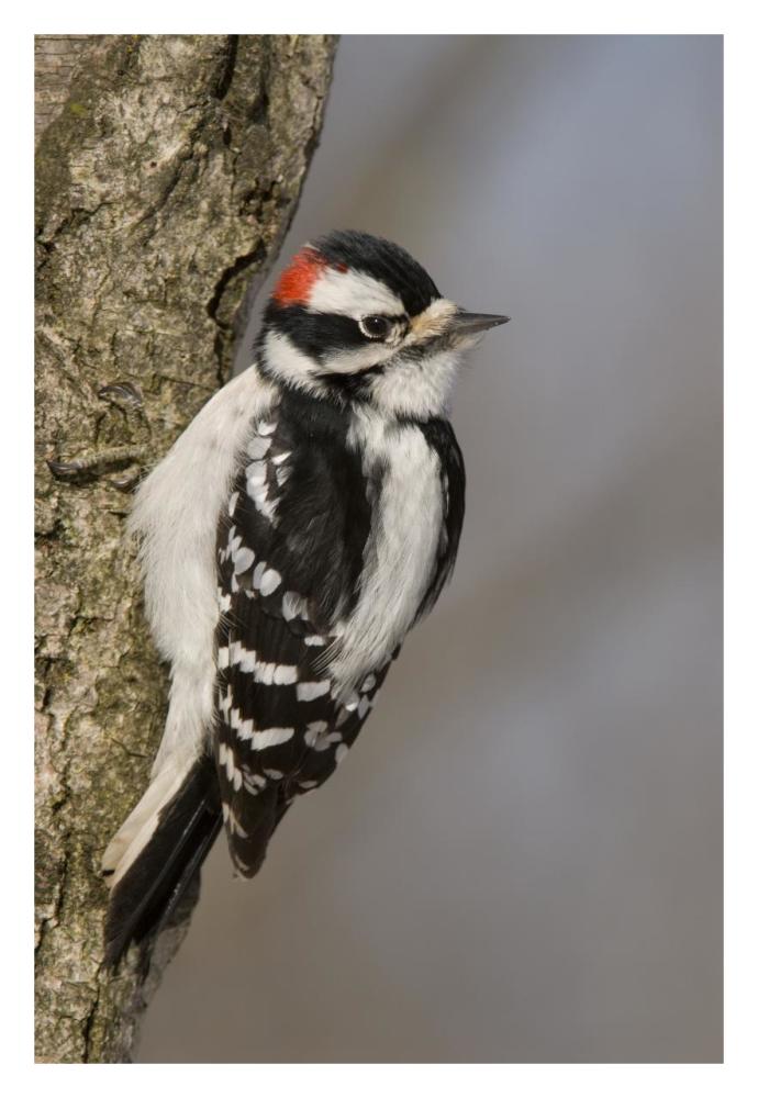 Downy Woodpecker male, Kensington Metropark, Milford, Michigan-Paper Art-22"x32"