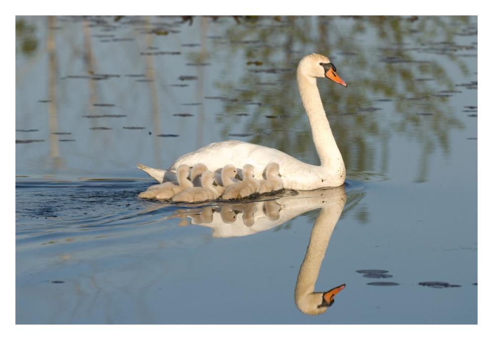 Mute Swan with cygnets, Kensington Metropark, Milford, Michigan-Paper Art-32"x22"