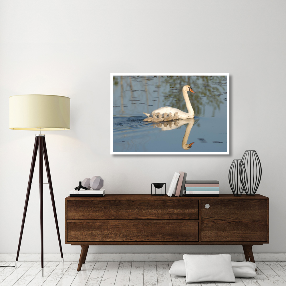 Mute Swan with cygnets, Kensington Metropark, Milford, Michigan-Paper Art-50&quotx34"