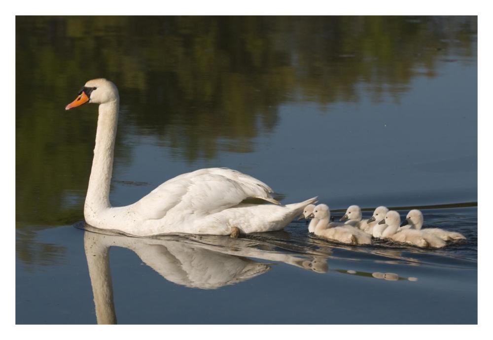 Mute Swan with cygnets, Kensington Metropark, Milford, Michigan-Paper Art-32"x22"