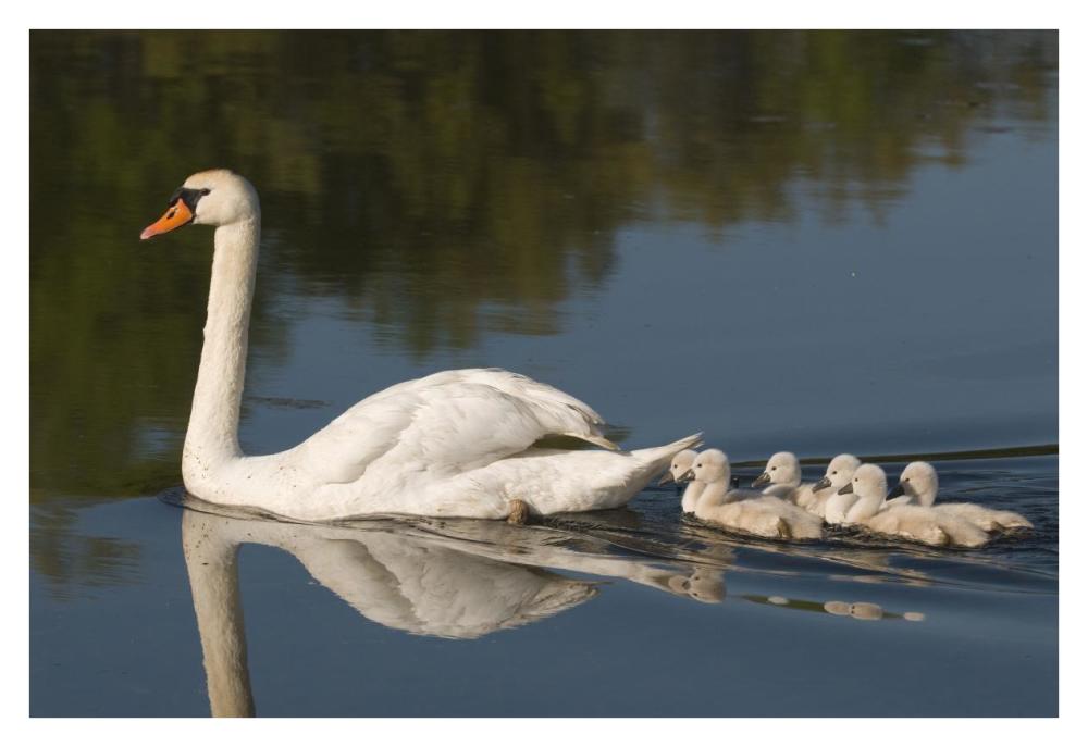 Mute Swan with cygnets, Kensington Metropark, Milford, Michigan-Paper Art-38"x26"