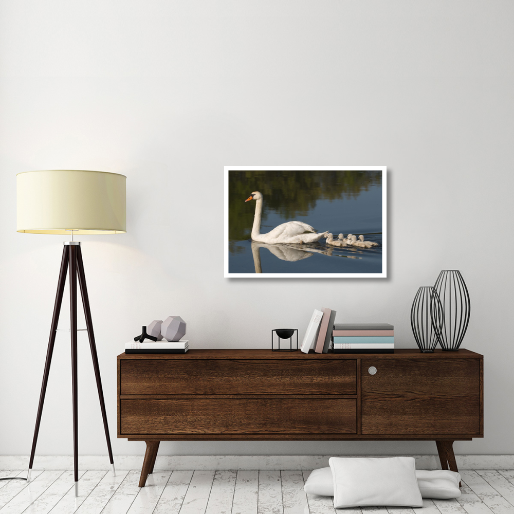 Mute Swan with cygnets, Kensington Metropark, Milford, Michigan-Paper Art-38&quotx26"