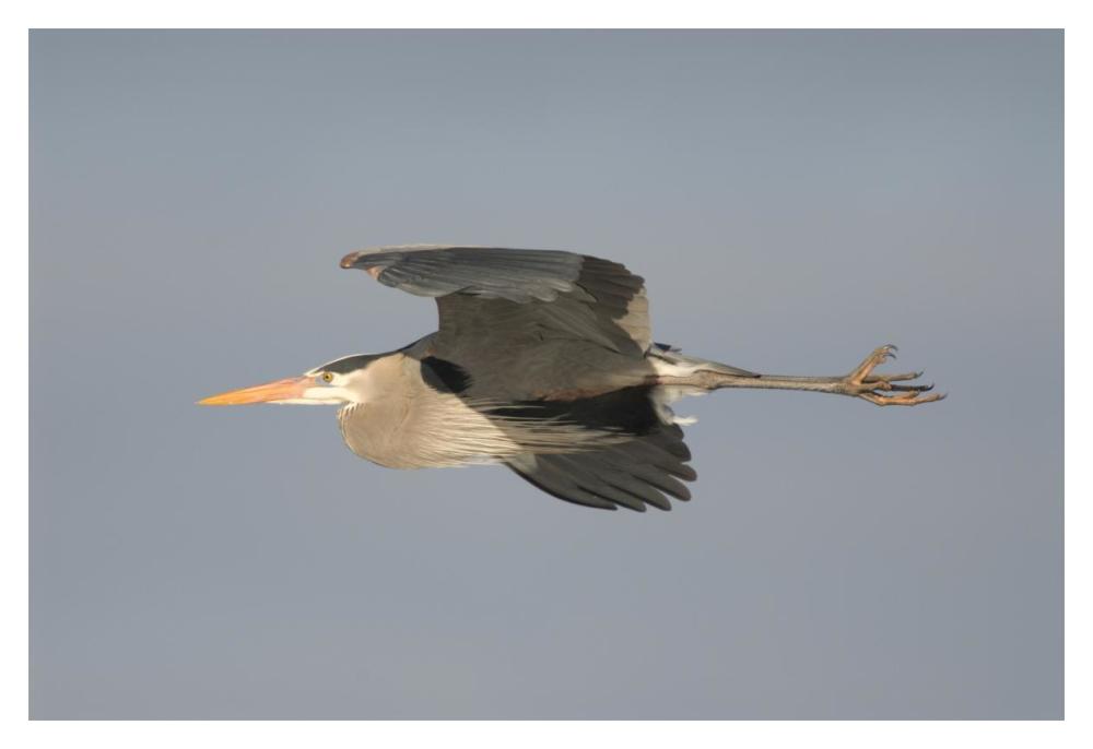 Great Blue Heron flying, Kensington Metropark, Milford, Michigan-Paper Art-20"x14"