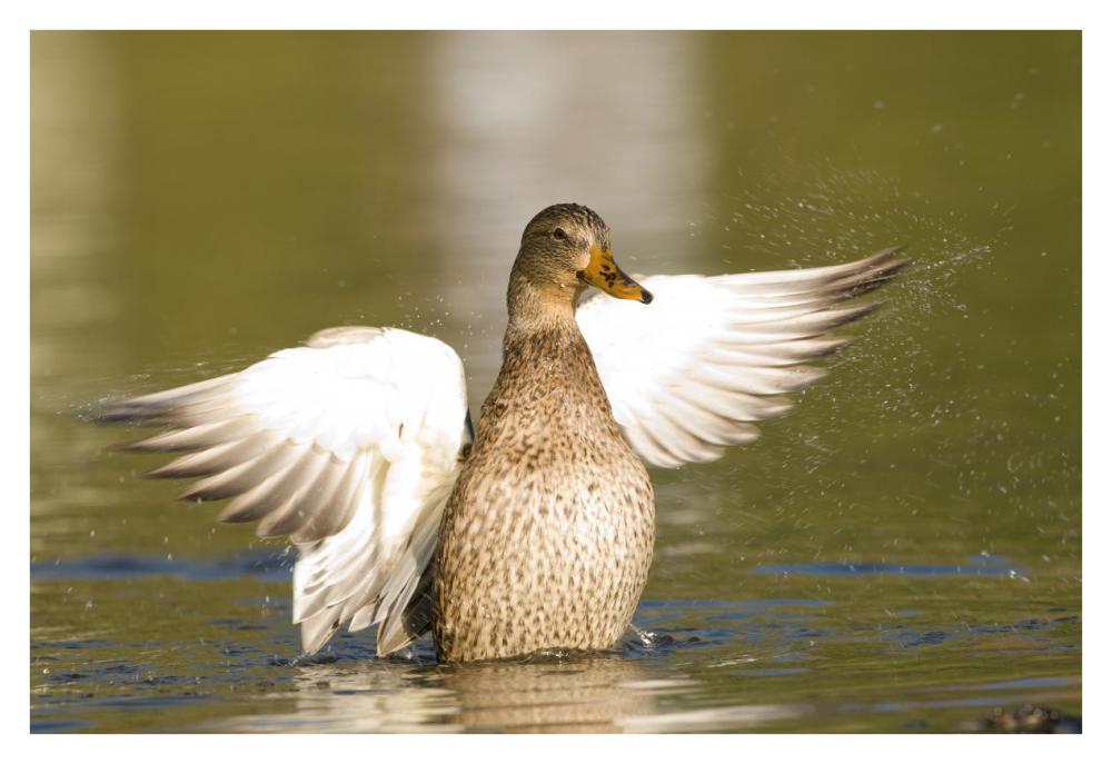 Mallard female stretching wings, North Chagrin Reservation, Ohio-Paper Art-38"x26"