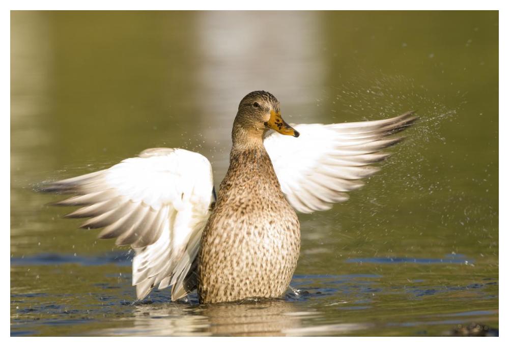 Mallard female stretching wings, North Chagrin Reservation, Ohio-Paper Art-50"x34"