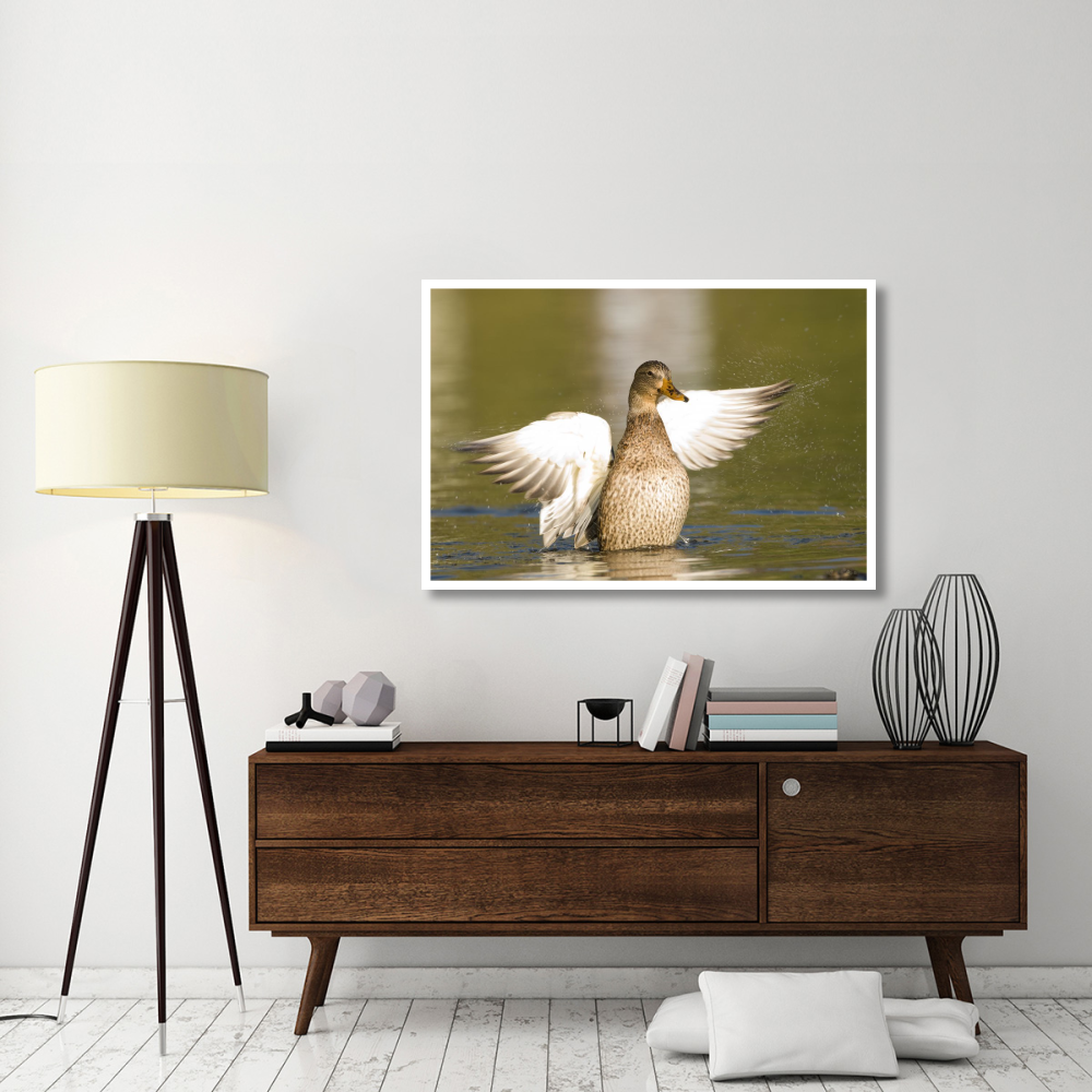 Mallard female stretching wings, North Chagrin Reservation, Ohio-Paper Art-50&quotx34"
