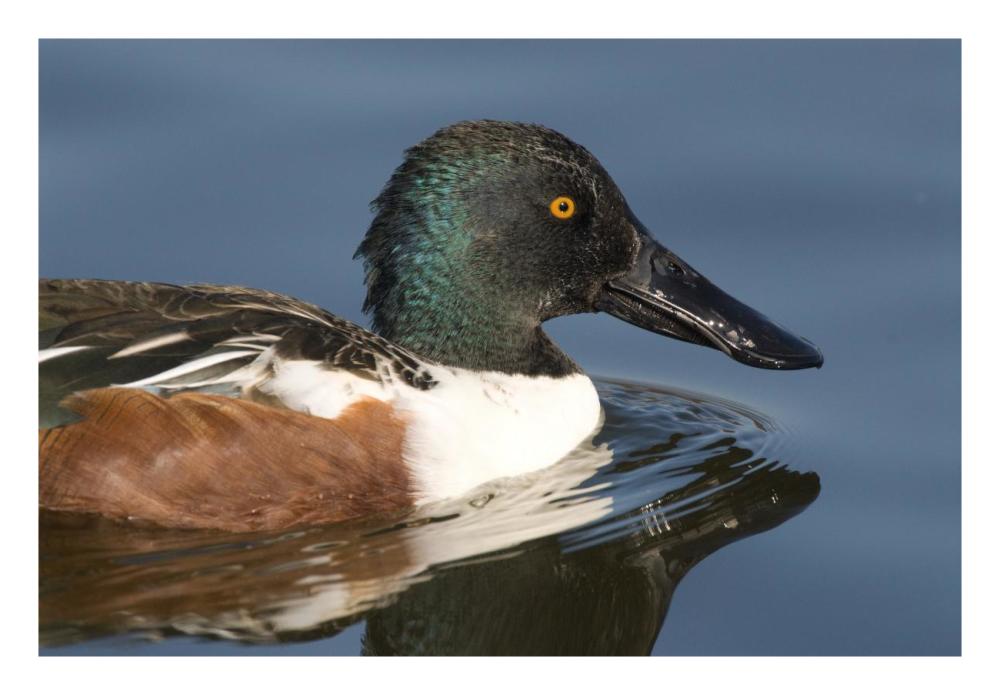 Northern Shoveler male swimming, Kellogg Bird Sanctuary, Michigan-Paper Art-26"x18"