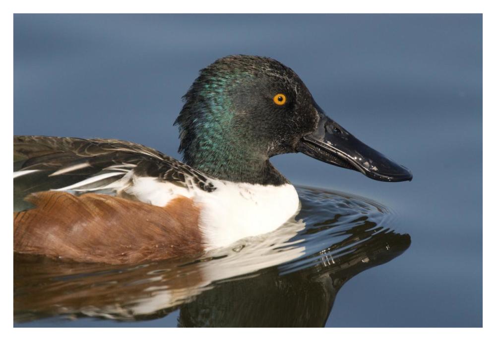 Northern Shoveler male swimming, Kellogg Bird Sanctuary, Michigan-Paper Art-38"x26"