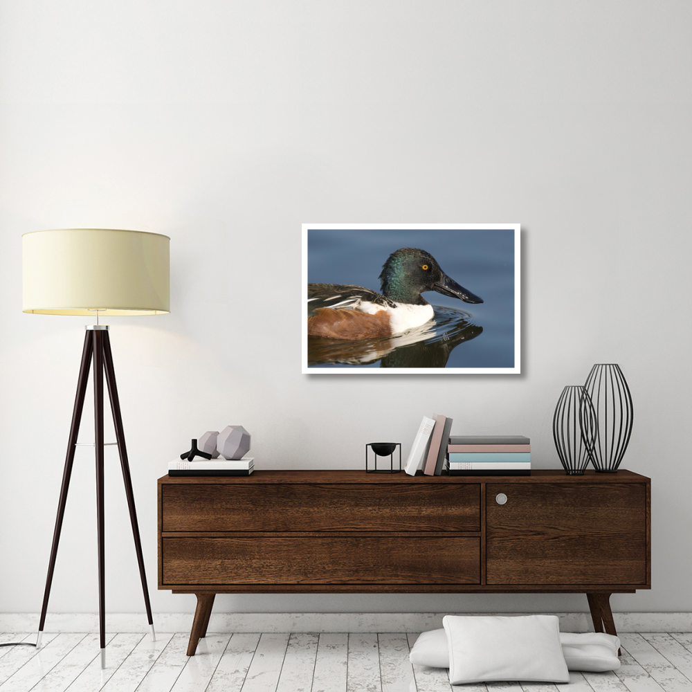 Northern Shoveler male swimming, Kellogg Bird Sanctuary, Michigan-Paper Art-38&quotx26"