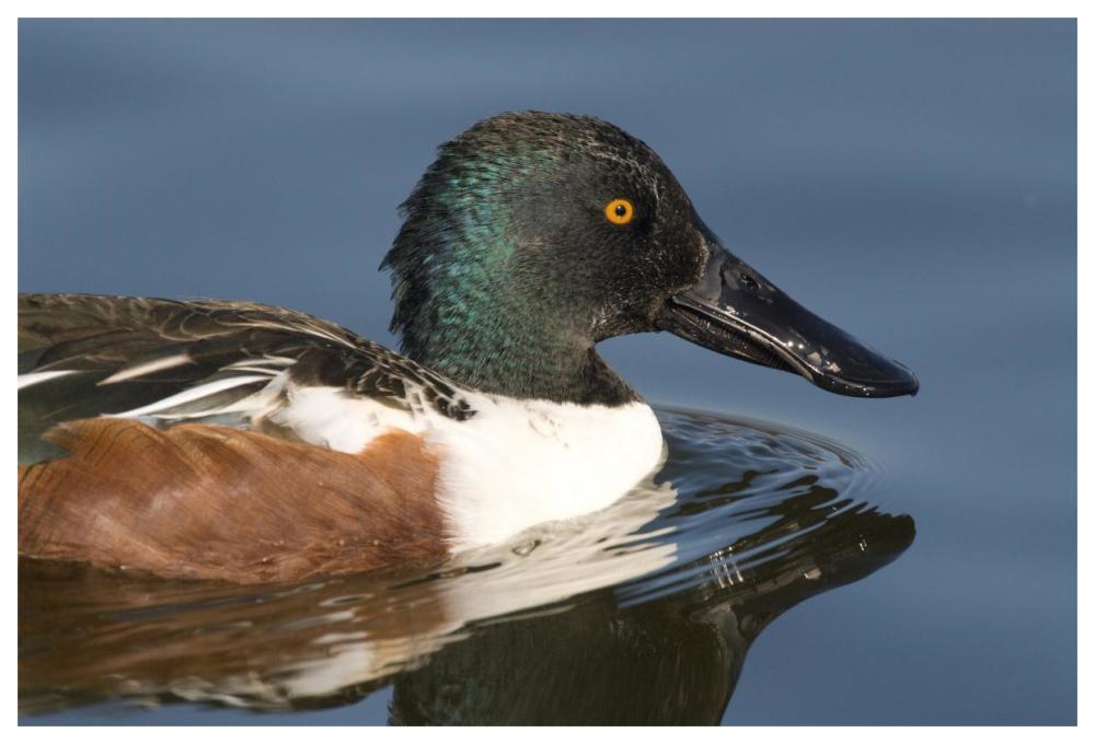 Northern Shoveler male swimming, Kellogg Bird Sanctuary, Michigan-Paper Art-62"x42"