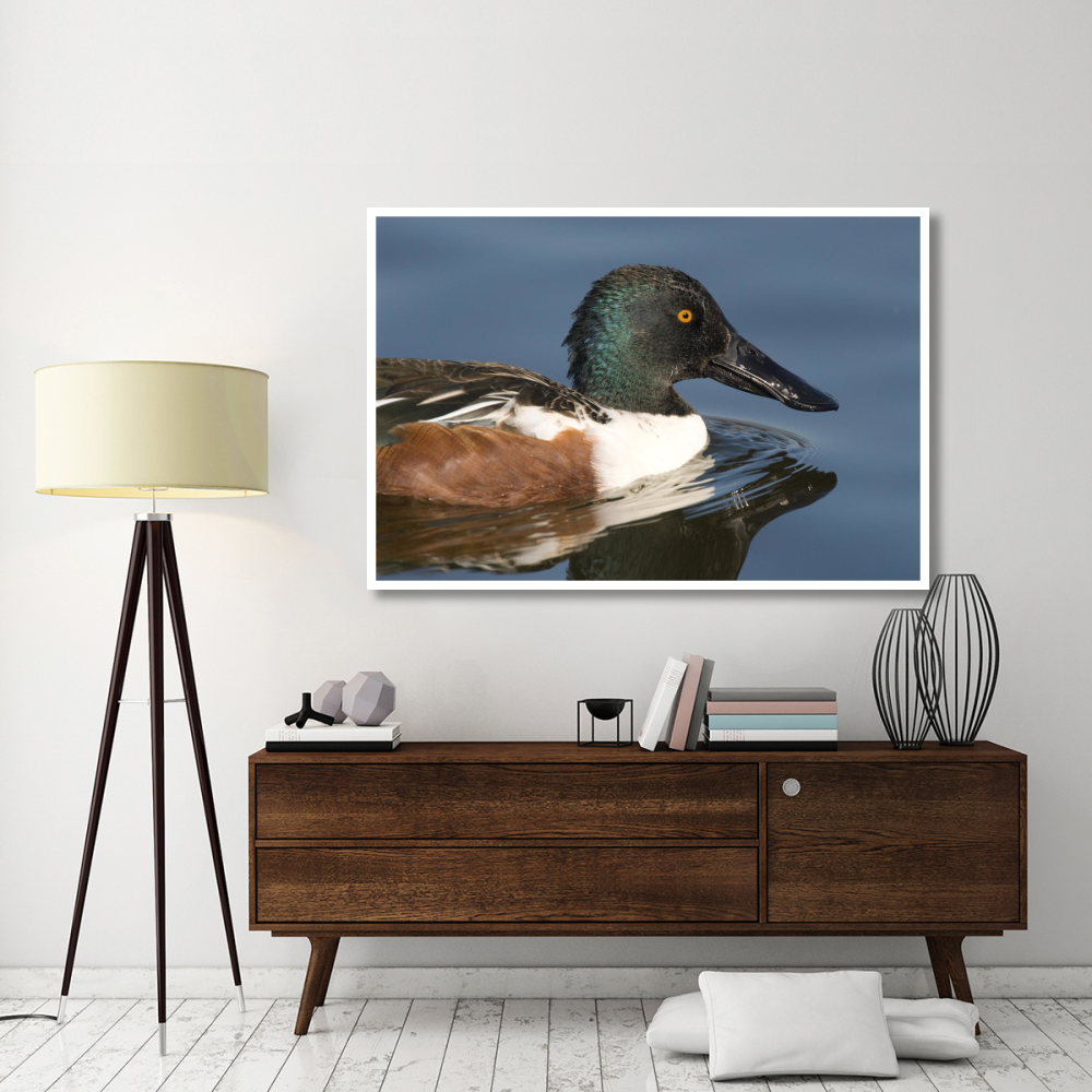 Northern Shoveler male swimming, Kellogg Bird Sanctuary, Michigan-Paper Art-62&quotx42"
