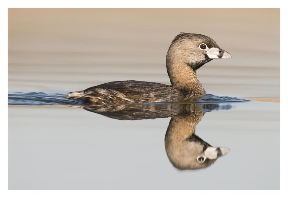 Pied-billed Grebe swimming, Island Lake Recreation Area, Michigan-Paper Art-38"x26"