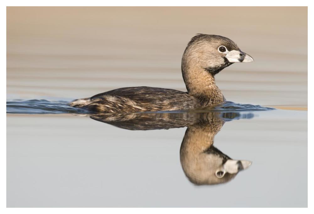Pied-billed Grebe swimming, Island Lake Recreation Area, Michigan-Paper Art-50"x34"