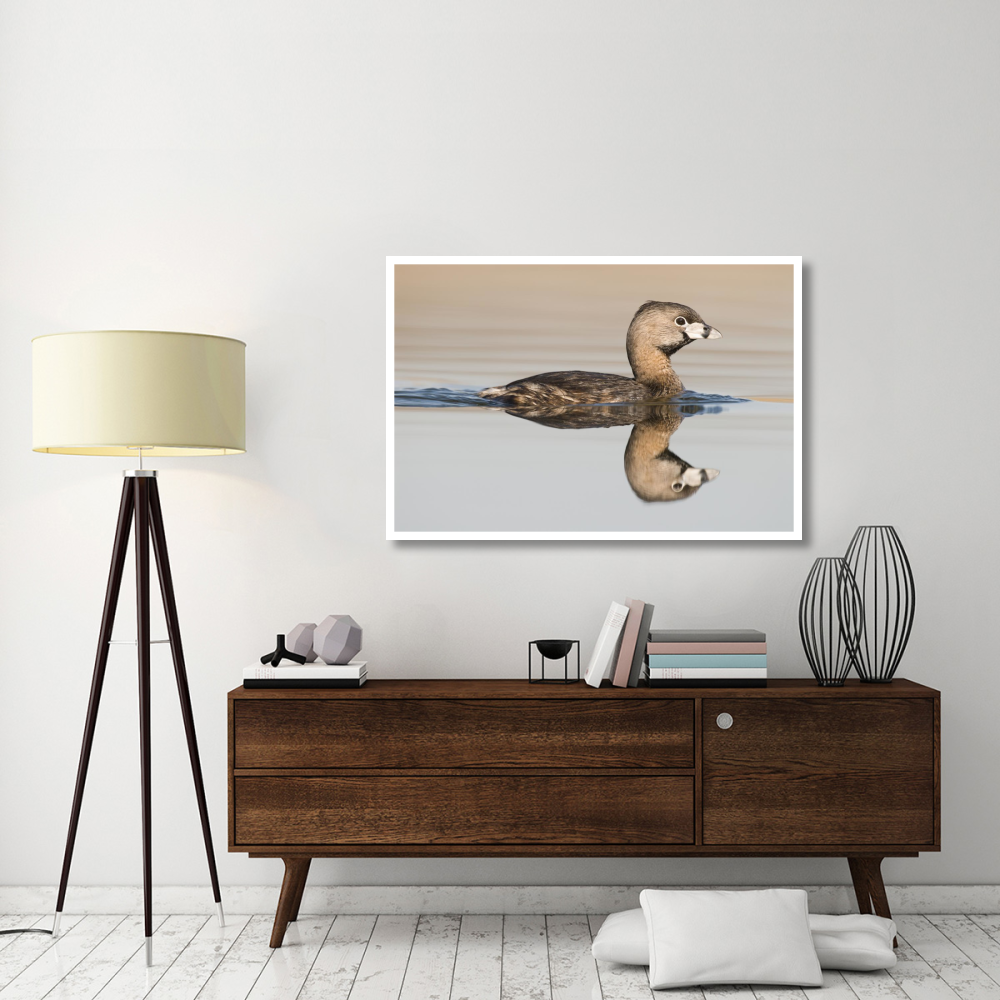 Pied-billed Grebe swimming, Island Lake Recreation Area, Michigan-Paper Art-50&quotx34"