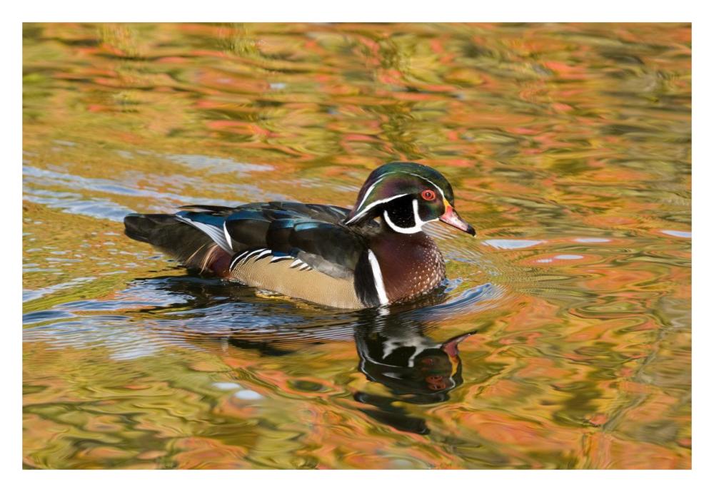 Wood Duck male in breeding plumage, North Chagrin Reservation, Ohio-Paper Art-32"x22"