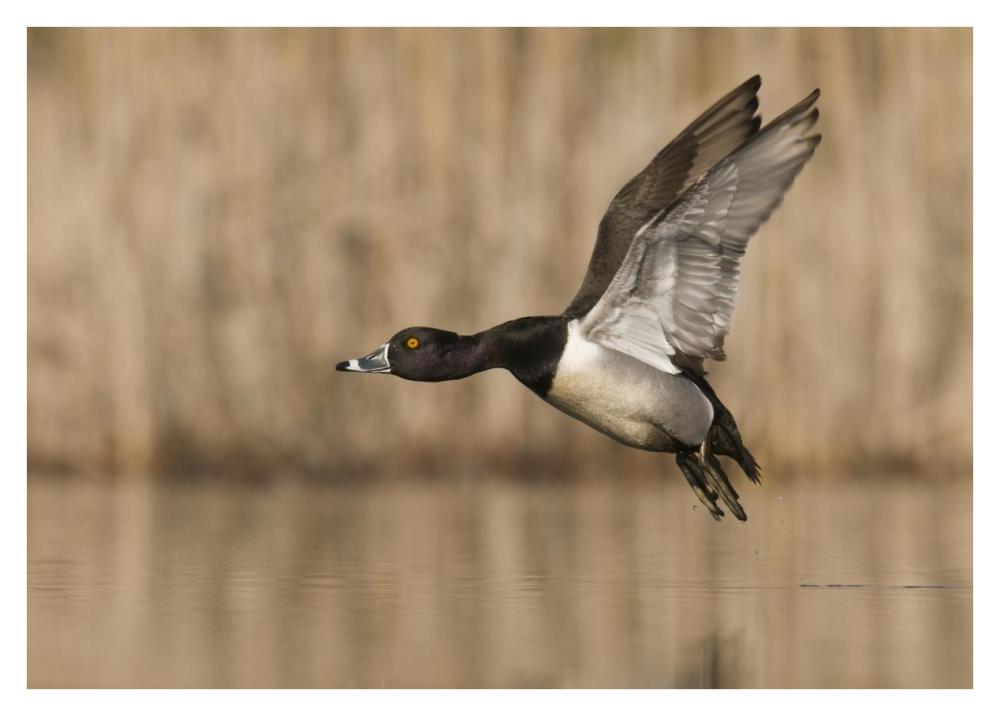 Ring-necked Duck male flying, Island Lake Recreation Area, Michigan-Paper Art-38"x27.2"