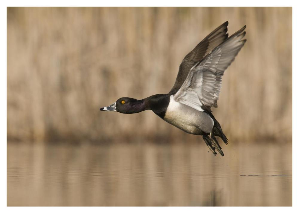 Ring-necked Duck male flying, Island Lake Recreation Area, Michigan-Paper Art-46"x32.8"