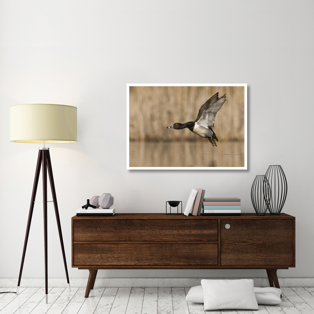 Ring-necked Duck male flying, Island Lake Recreation Area, Michigan-Paper Art-46&quotx32.8"