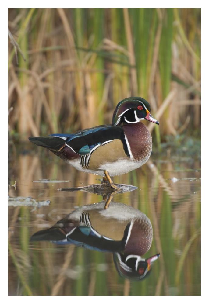 Wood Duck male in breeding plumage, Lapeer State Game Area, Michigan-Paper Art-14"x20"
